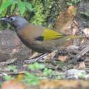 Image of Malayan Laughingthrush