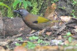 Image of Malayan Laughingthrush