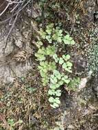 Image of hairy false cloak fern