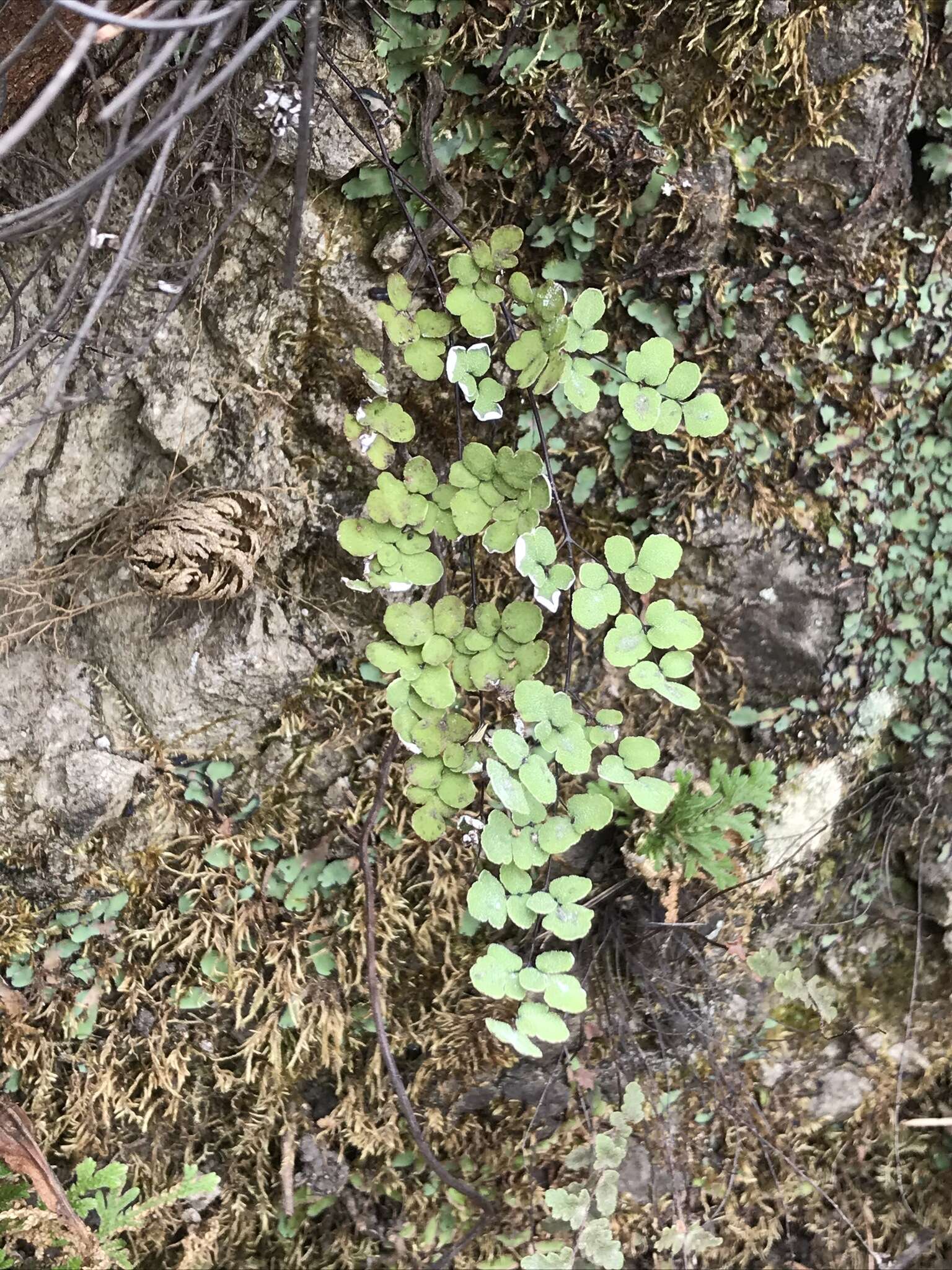 Слика од Argyrochosma incana (C. Presl) Windham