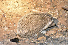 Image of Indian Hedgehog