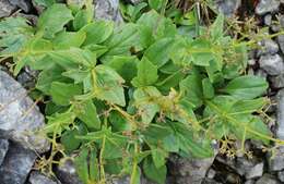 Image de Valeriana elongata Jacq.