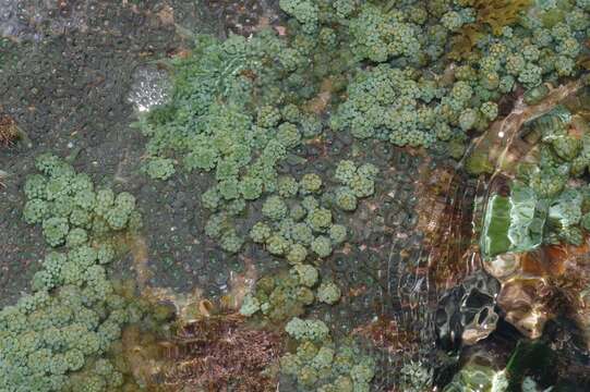 Image of Caulerpa racemosa