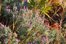 Imagem de Polydora angustifolia (Steetz) H. Robinson