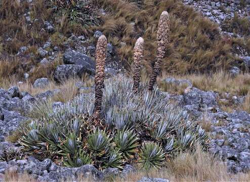 Image of Puya yakespala A. Cast.