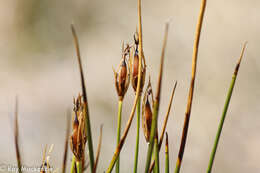 Слика од Marsippospermum grandiflorum (L. fil.) Hook. fil.