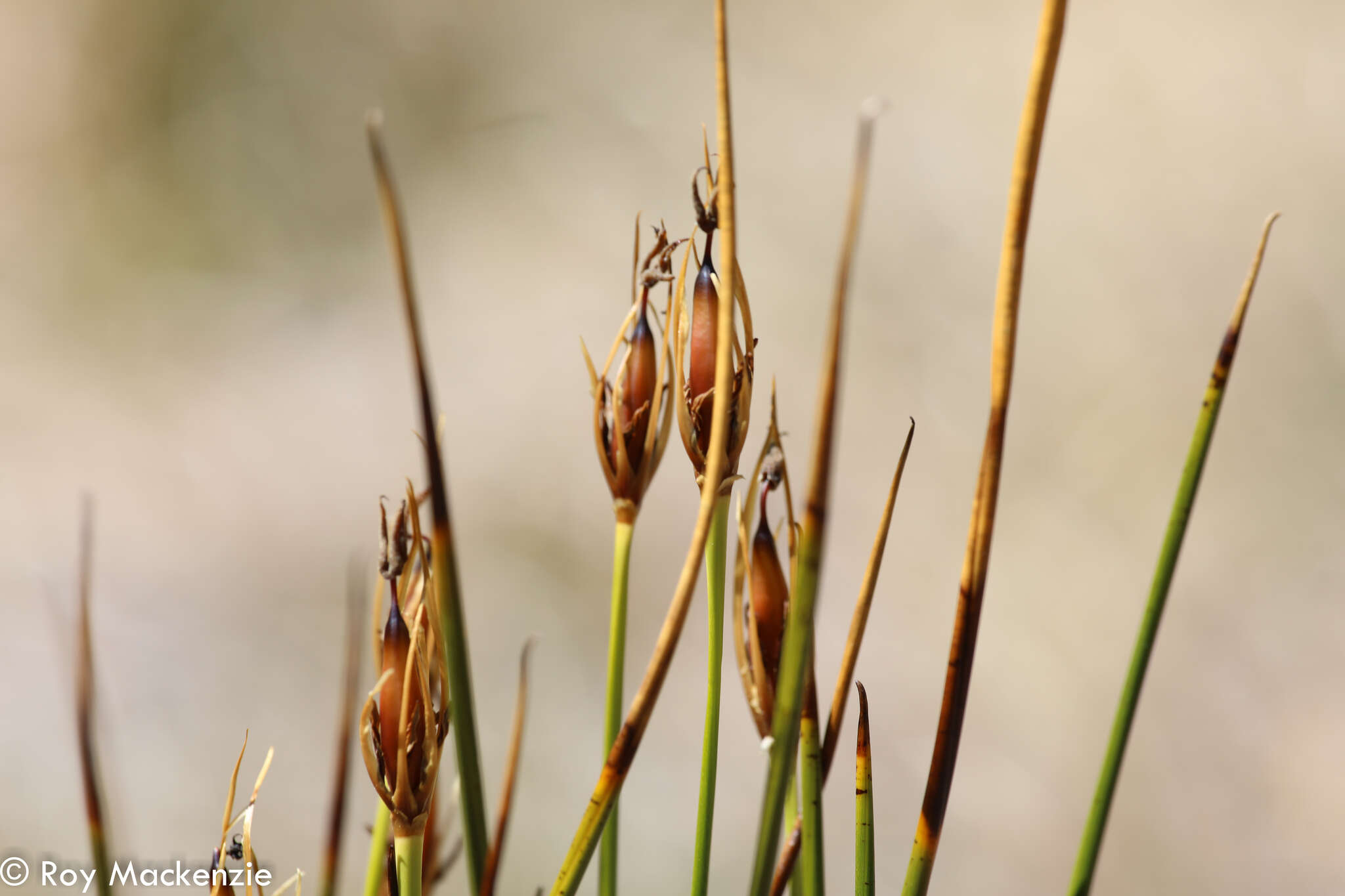 Marsippospermum grandiflorum (L. fil.) Hook. fil. resmi