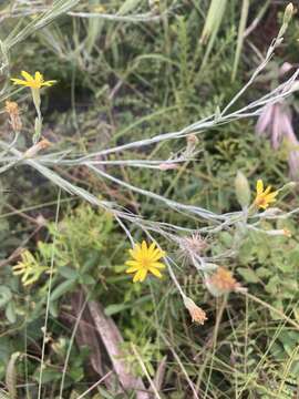 Image of narrowleaf silkgrass