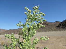 Plancia ëd Laennecia coulteri (A. Gray) G. L. Nesom