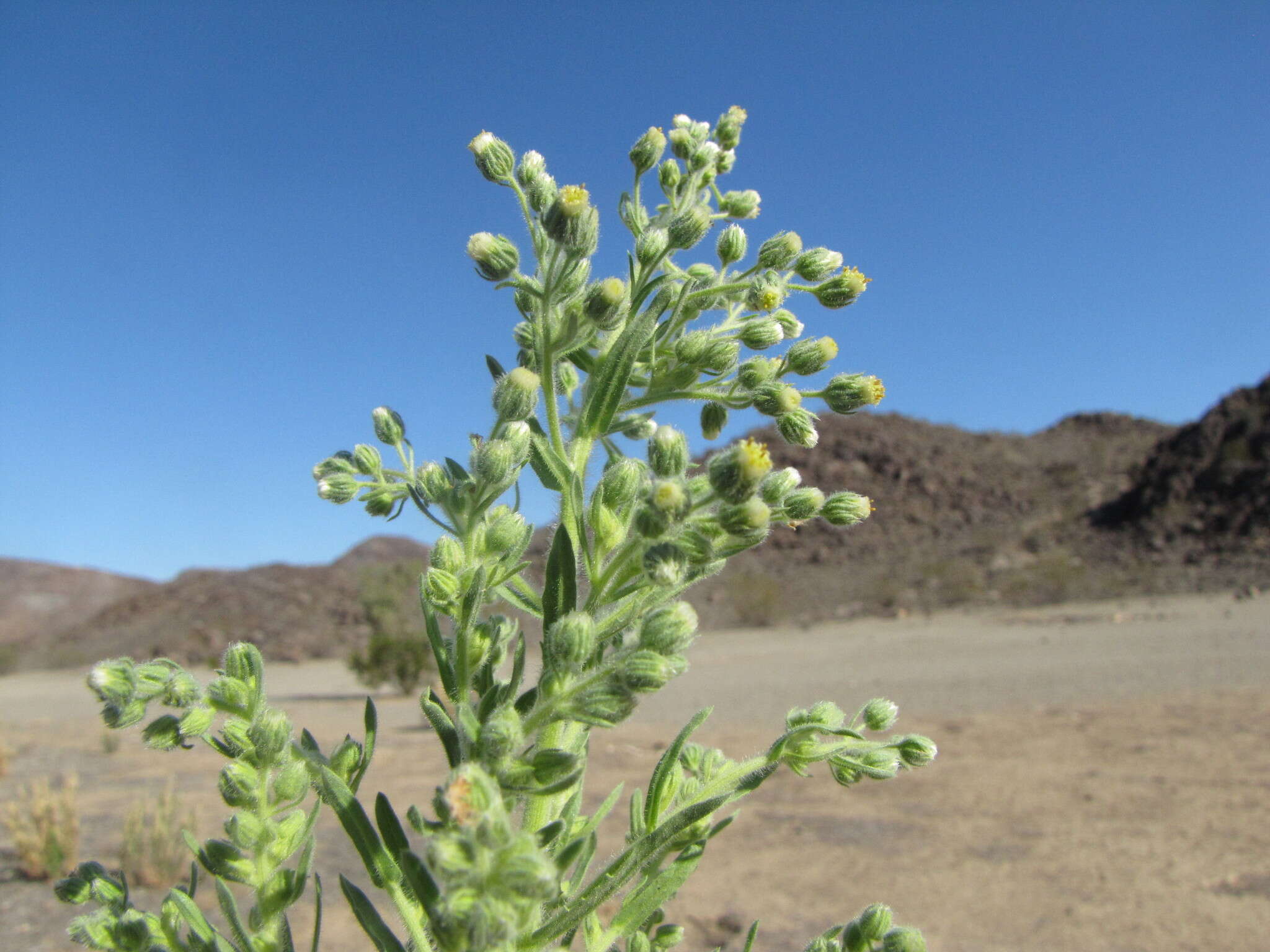 Plancia ëd Laennecia coulteri (A. Gray) G. L. Nesom