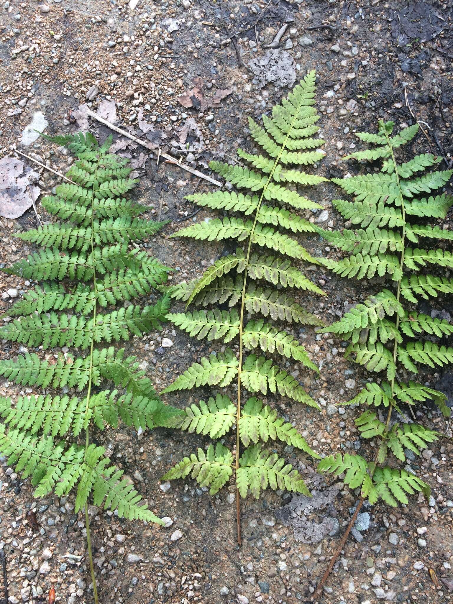 Sivun Dryopteris boottii (Tuckerm.) Underw. kuva