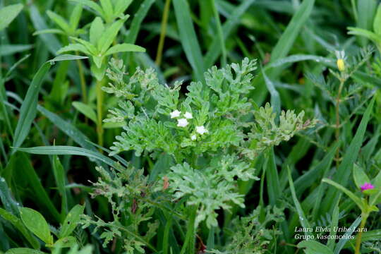 Image of Parthenium bipinnatifidum (Ortega) Rollins