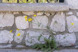 Image of Crepis commutata (Spreng.) W. Greuter