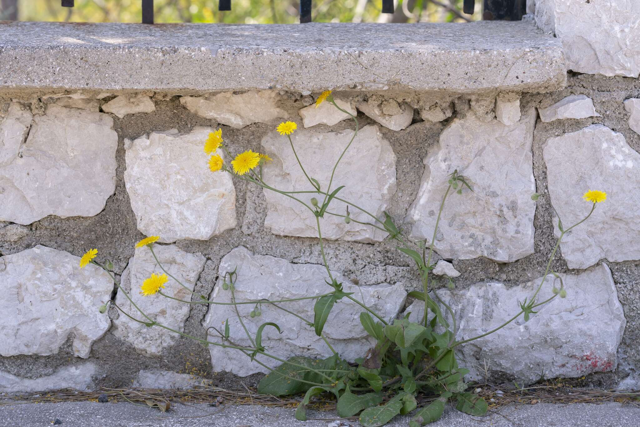 Image of Crepis commutata (Spreng.) W. Greuter