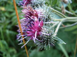 Image of Arctium ambiguum (Celak.) Nym.