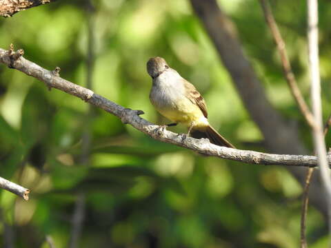 Image of Northern Scrub Flycatcher