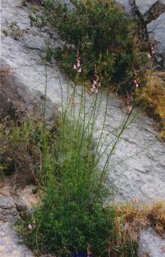 Image of Antirrhinum litigiosum Pau