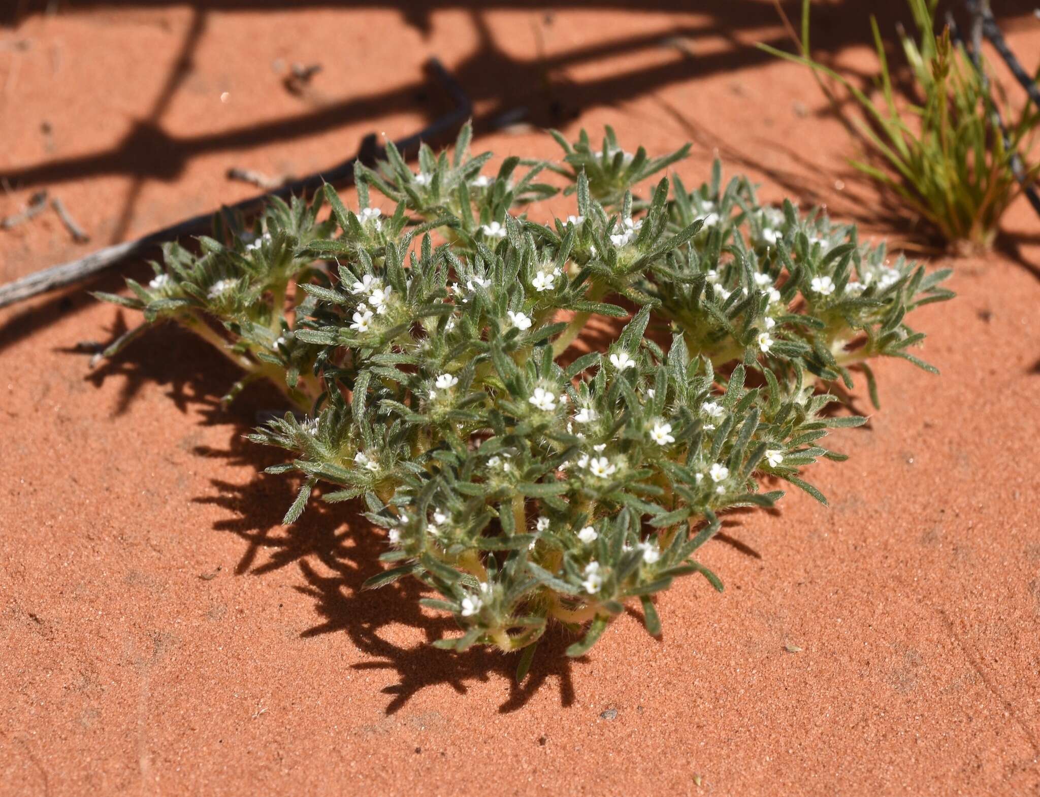 Imagem de Greeneocharis