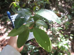 Image of Planchonella myrsinifolia (F. Muell.) Swenson, Bartish & Munzinger