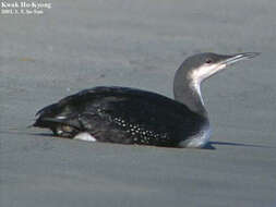 Image of Pacific Diver