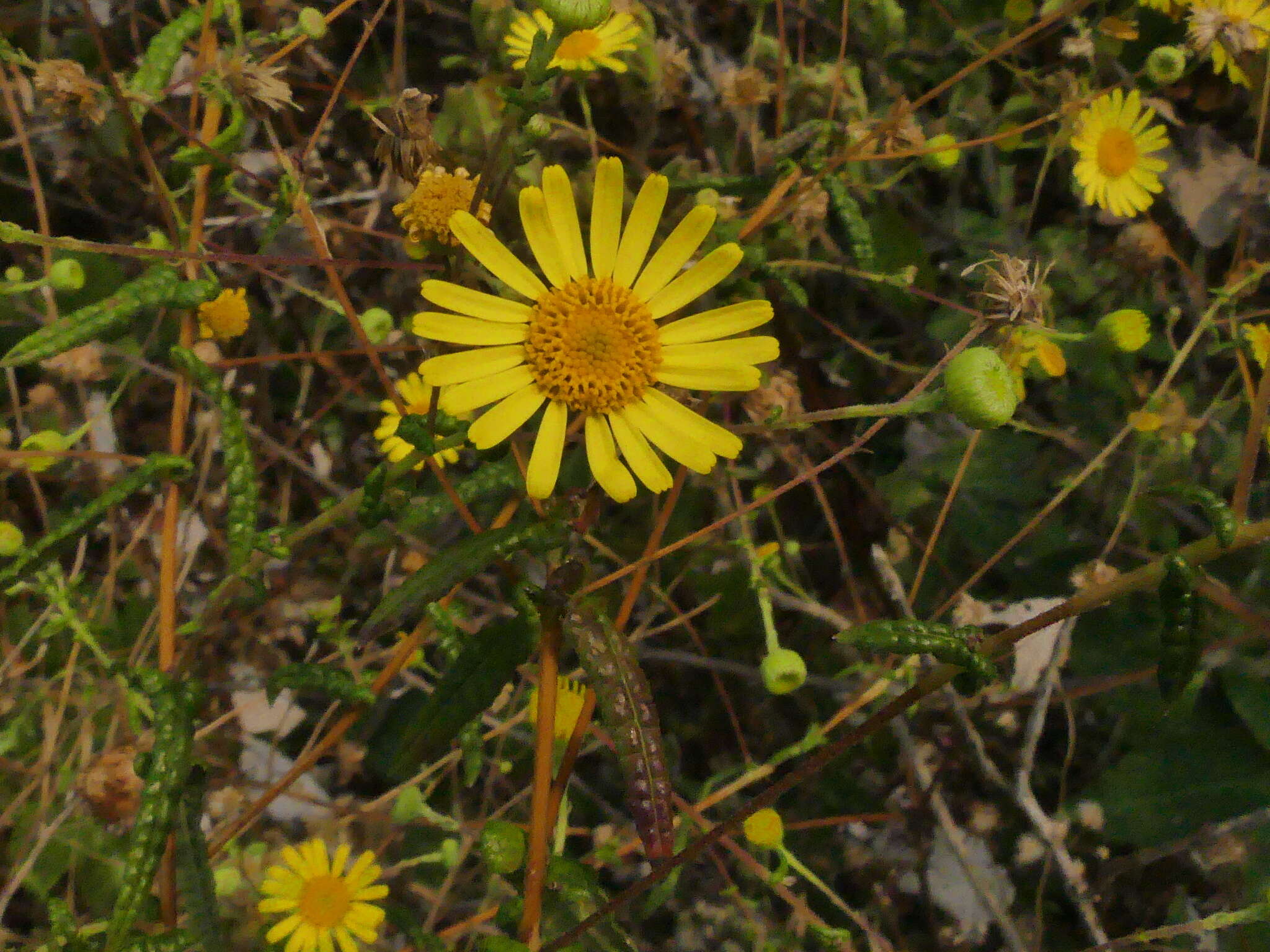 Image of Vicoa indica (L.) DC.