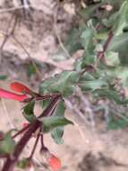 Penstemon eatonii subsp. undosus (M. E. Jones) D. D. Keck resmi