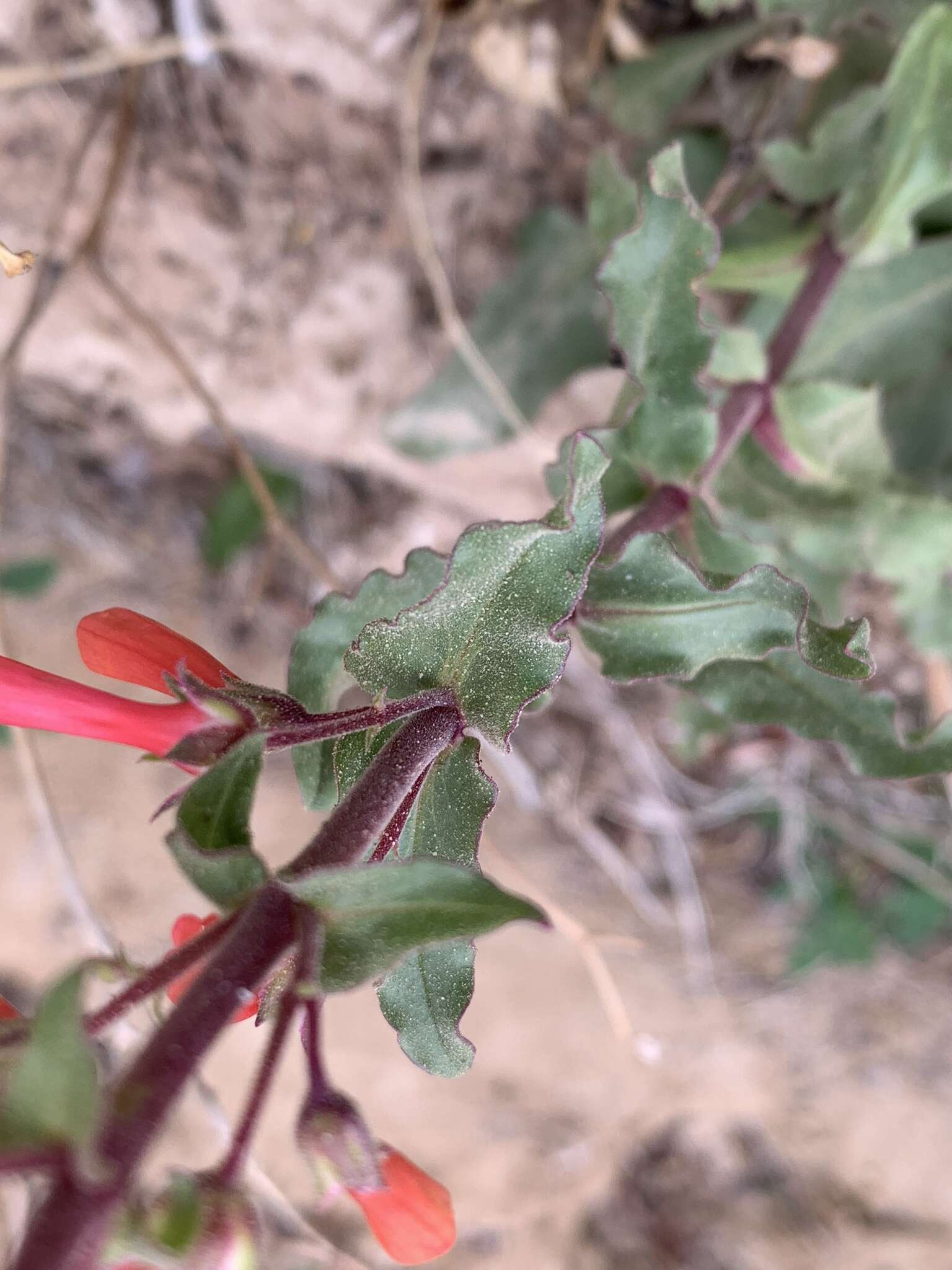 Penstemon eatonii subsp. undosus (M. E. Jones) D. D. Keck的圖片