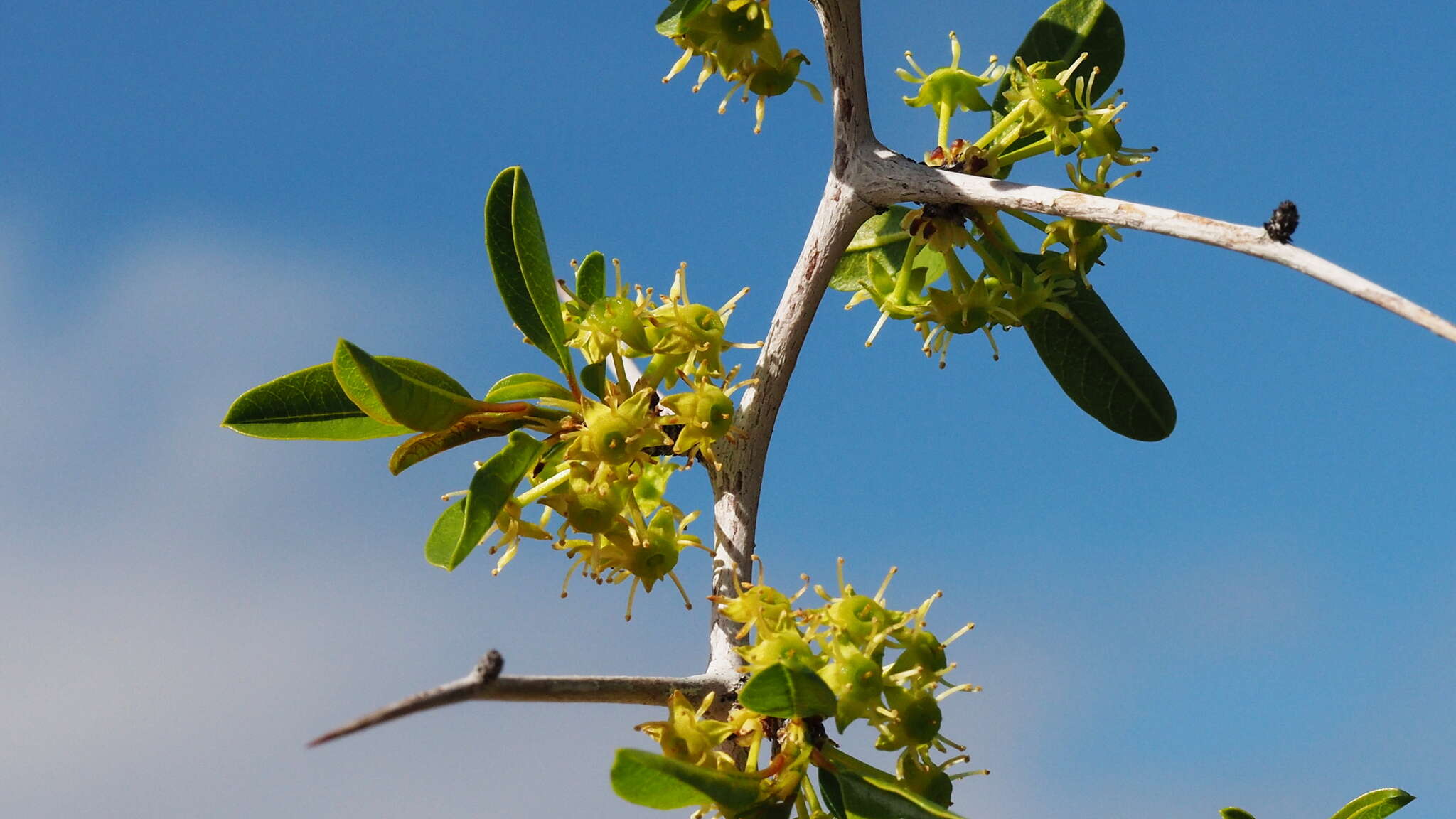 Image of Parry's jujube