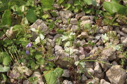 Image of Campanula alliariifolia subsp. alliariifolia