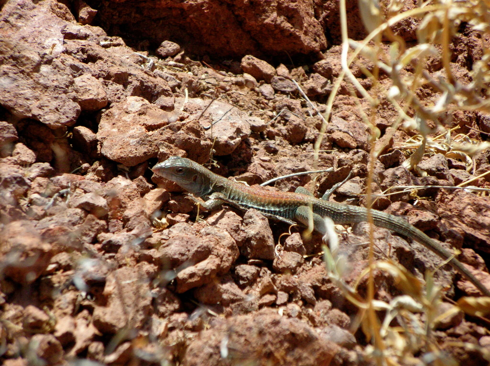 Image of Aspidoscelis xanthonotus (Duellman & Lowe 1953)