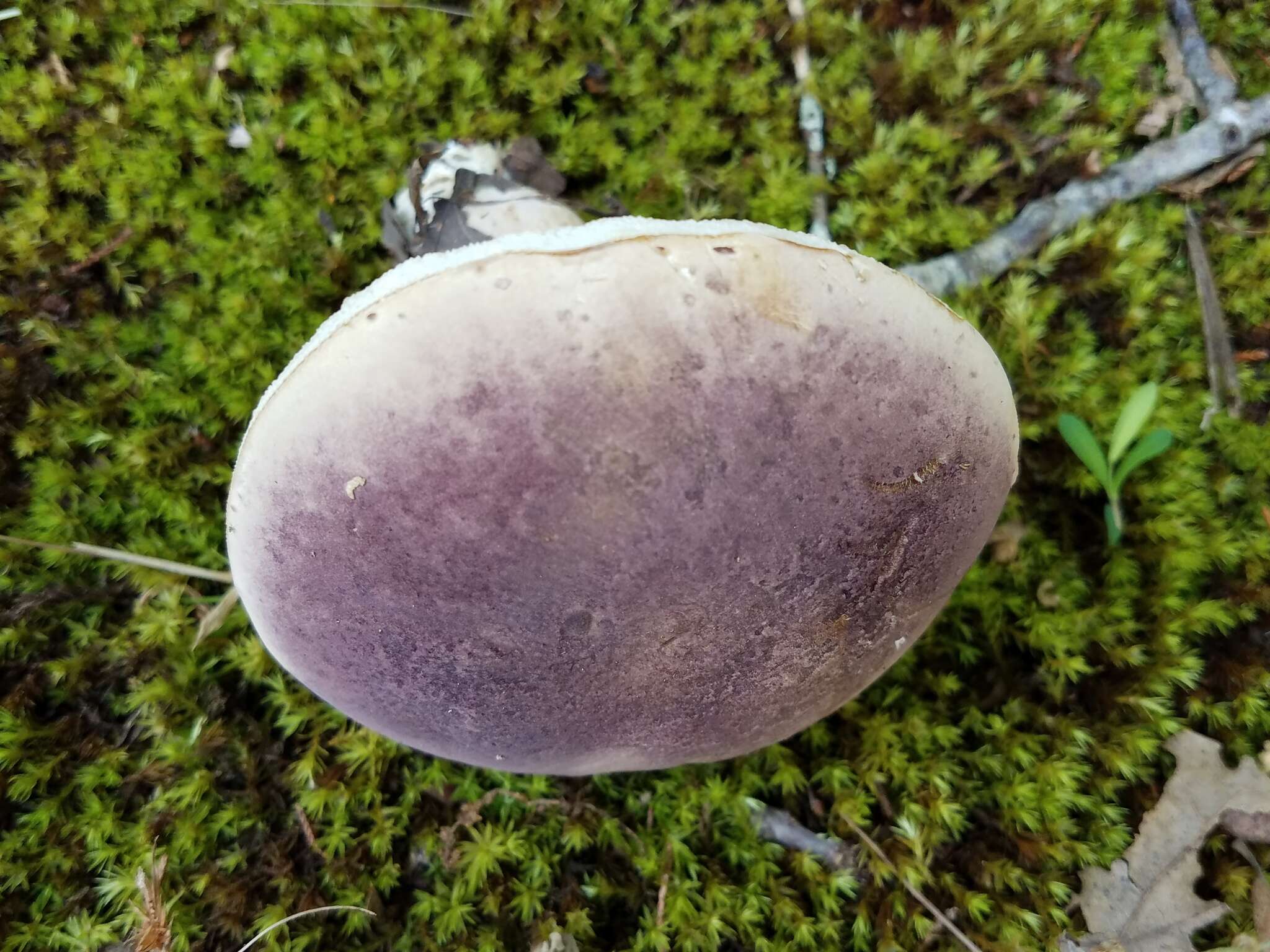 Image of Tylopilus williamsii Singer & J. García 1991