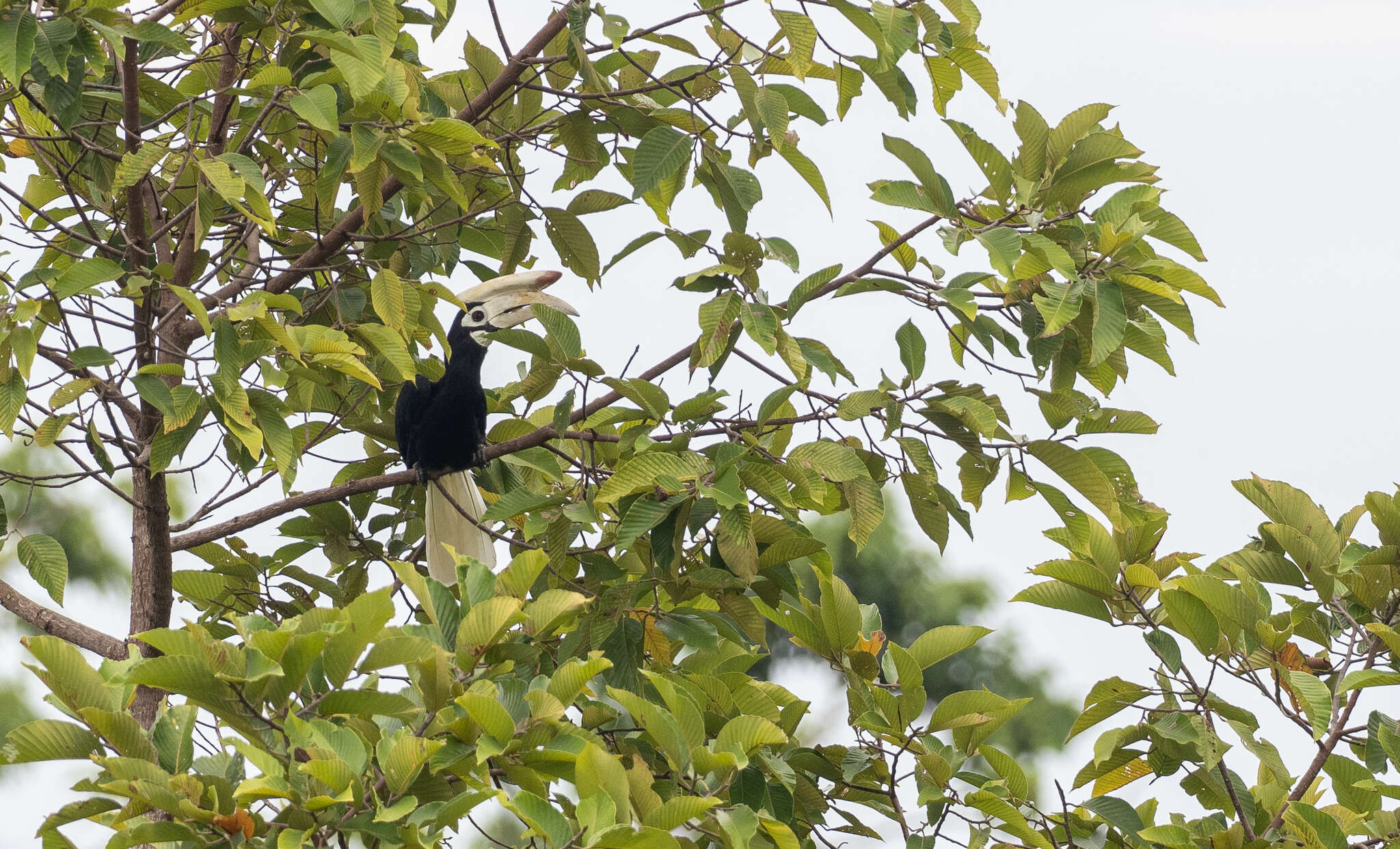 Image of Palawan Hornbill