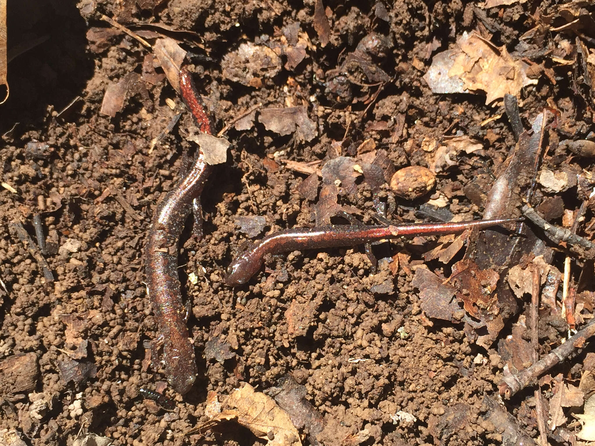 Image of Ozark Zigzag Salamander