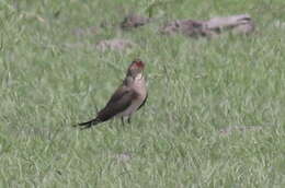 Image of Black-winged Pratincole