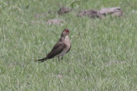 Image of Black-winged Pratincole