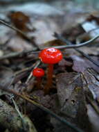 Image of Hygrocybe minutula (Peck) Murrill 1916