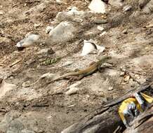 Image de Ameiva bifrontata Cope 1862