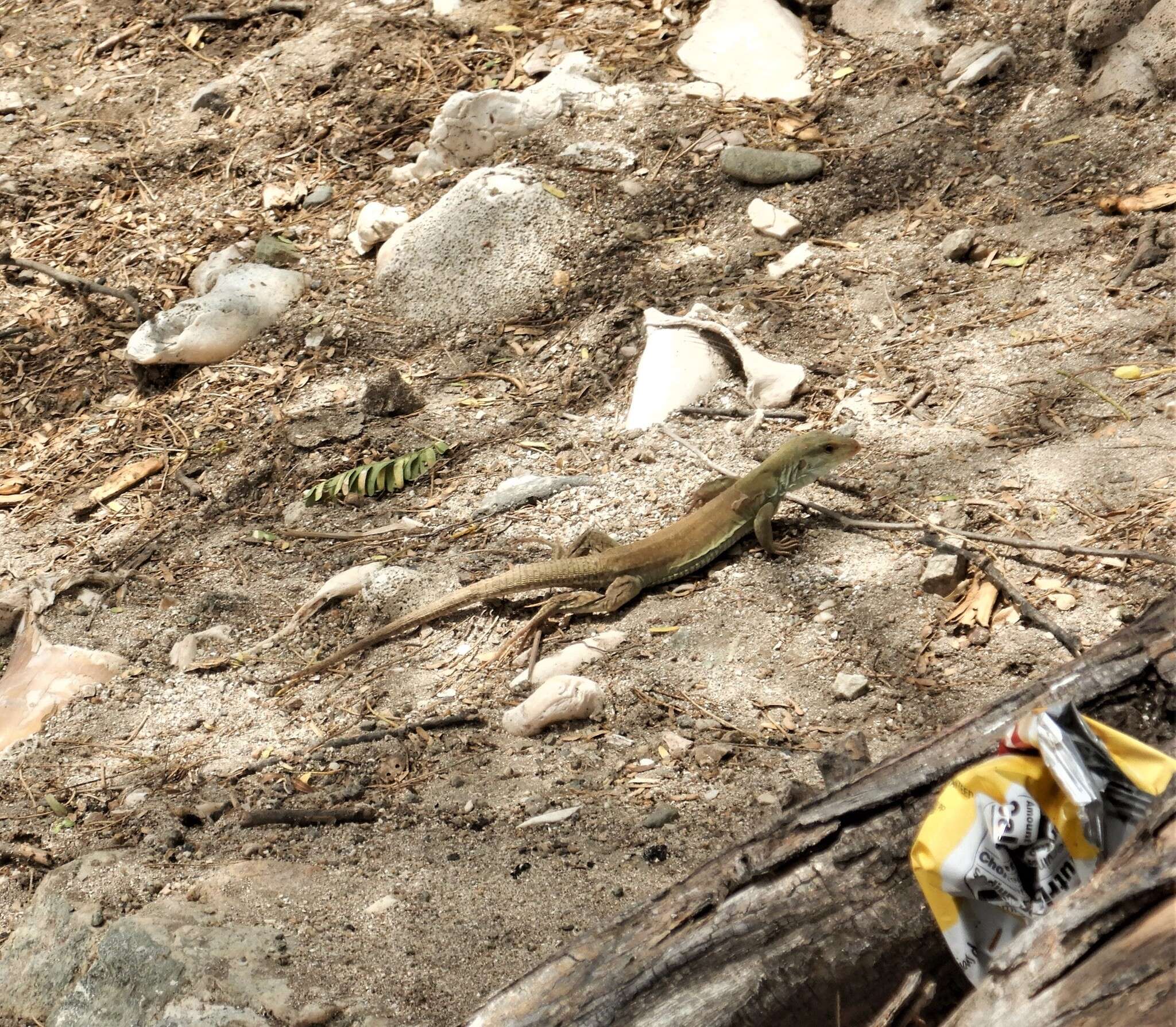 Image of Cope's Ameiva