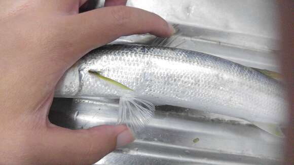 Image of Brown barracuda