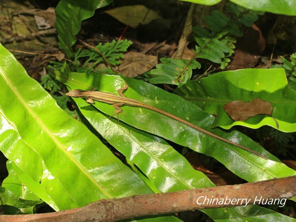 Image of Kuhne’s Grass Lizard