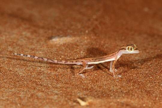 Image of Trigonodactylus Haas 1957