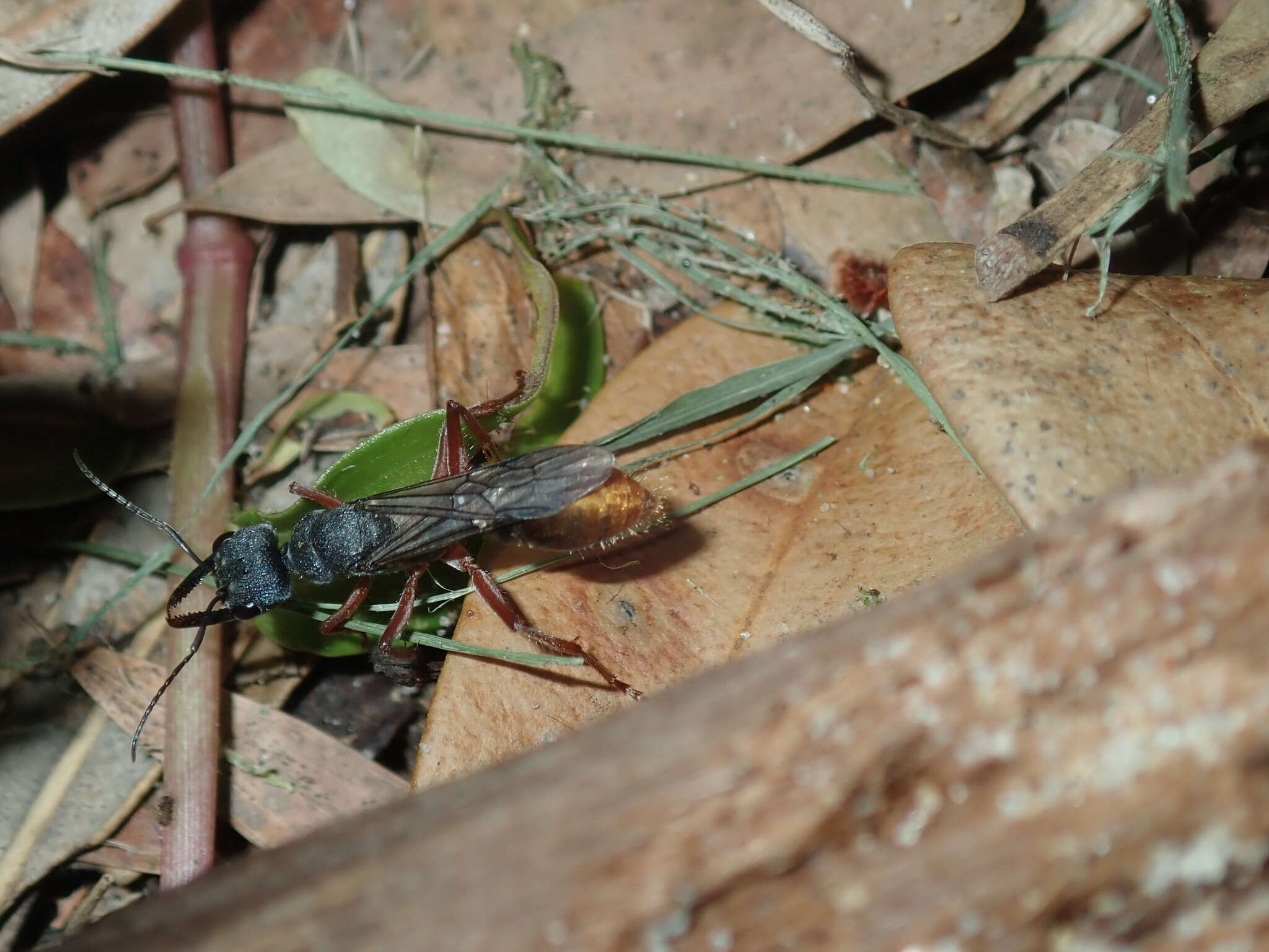 Image of Myrmecia fulviculis Forel 1913