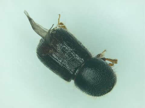 Image of Bark beetle