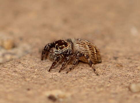 Image of Evarcha prosimilis Wesolowska & Cumming 2008