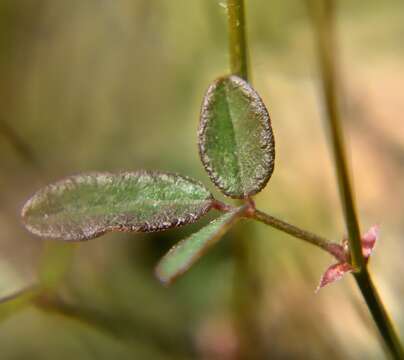 Image of Desmodium varians (Labill.) G. Don