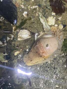 Image of Aleutian moon snail