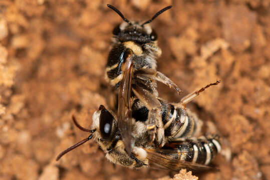 Pseudapis bispinosa (Brullé 1832) resmi