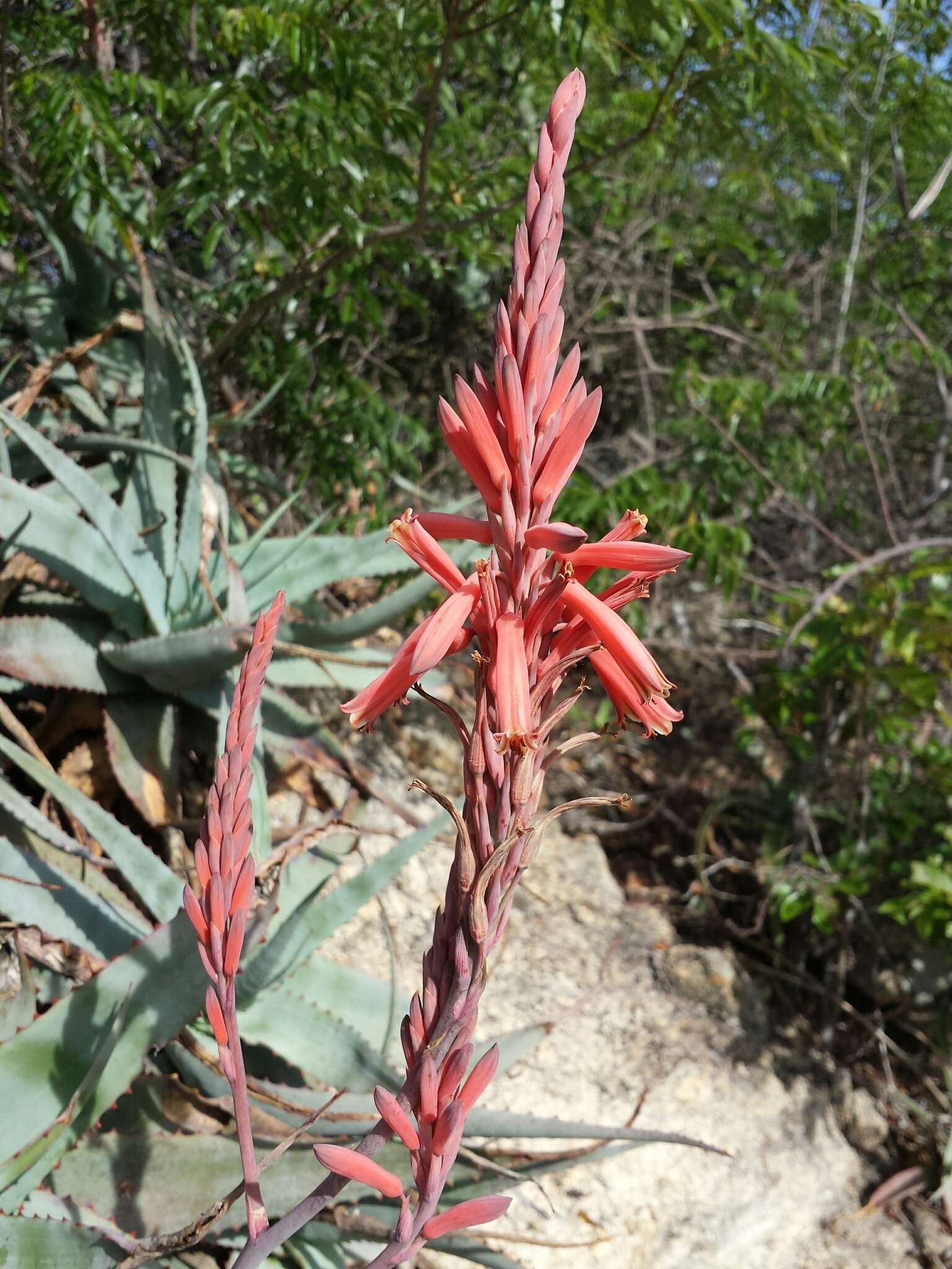 Image of Aloe newtonii J.-B. Castillon