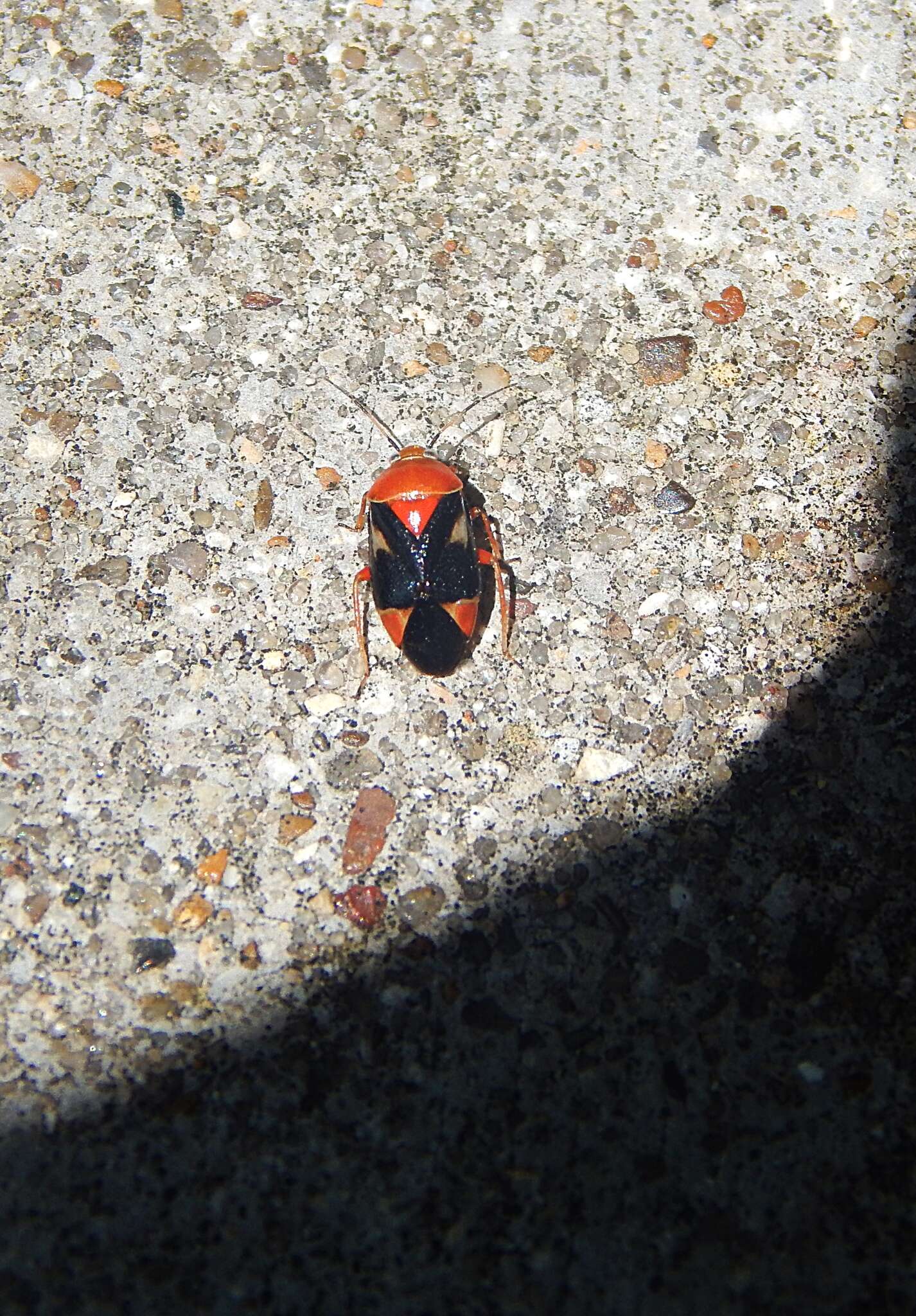 Image of Neocapsus cuneatus Distant 1893