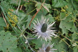 Imagem de Eryngium alpinum L.